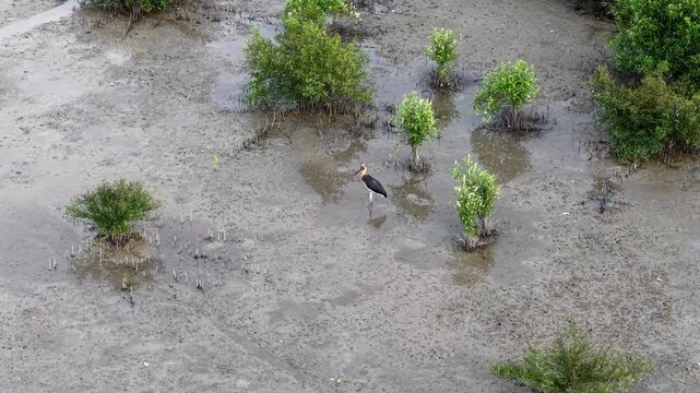 A lesser adjutant stork (Leptoptilos javanicus) stands in a mangrove mudflat captured from above.