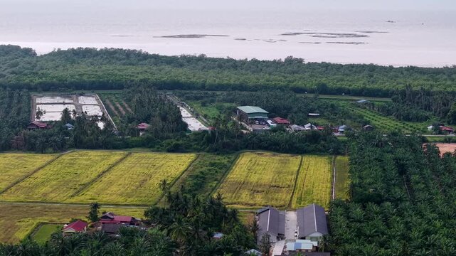 Drone footage shows paddy fields, palm trees, fish ponds and coastline at Sungai Udang.