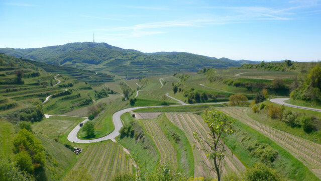Rolling Vineyards Landscape