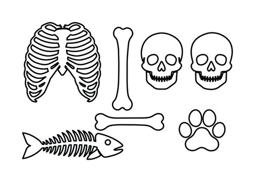 Human and animal bone vector set, skeletal anatomy collection, medical illustration, biology education, Halloween design elements