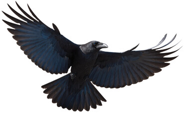 Obraz premium Black Raven Flying Isolated Transparent Background PNG
