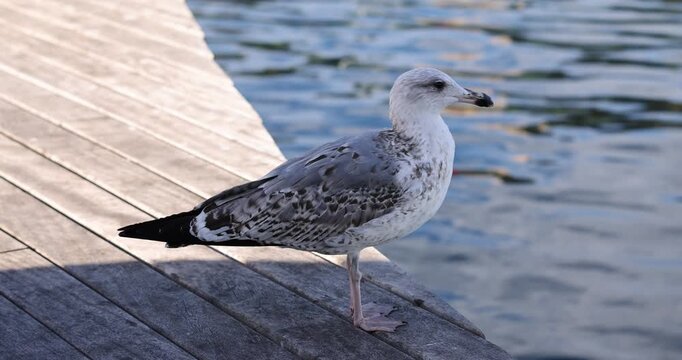 A proud seagull standing tall on a pier, looking around with a confident, almost regal demeanor. The footage captures the bird's unhurried head turns and sleek feathers