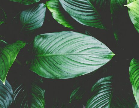 Verdant Foliage: A close-up view of vibrant, lush green leaves, evoking a sense of tranquility and the beauty of nature.