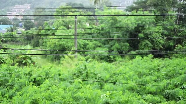 Tropical rain falling over lush greenery as water droplets accumulate and drip from overhead power lines, creating a calm and humid atmosphere.