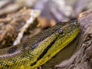Fototapeta premium Green anaconda snake head close up macro