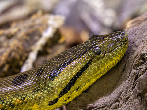 Green anaconda snake head close up macro