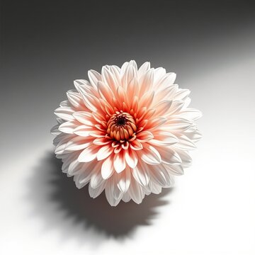 Chrysanthemum Kiku Flower Navy Gold Photorealistic 3D Render