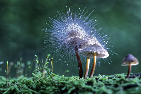 ein Parasit(Spinellus) auf dem Helmling