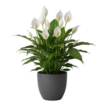 A lush spathiphyllum peace lily plant with white flowers and dark green leaves, potted in a simple grey ceramic container against a solid black background