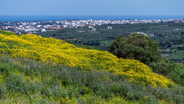 Champ de fleurs au printemps