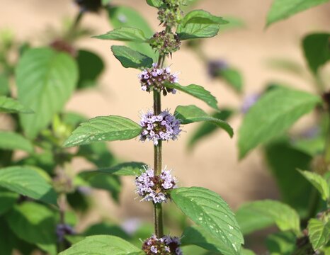 Field mint (Mentha arvensis) growing in a field