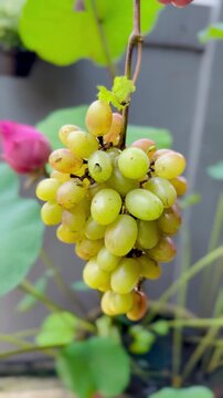 Bunch of organic grapes after infected by plant disease