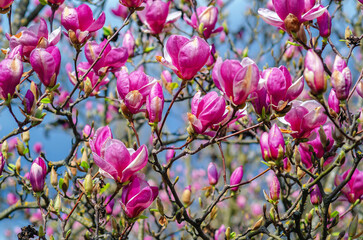 Fototapeta premium Branches with blooming pink magnolias against blue sky. Calm atmosphere. Spring floral screensaver.