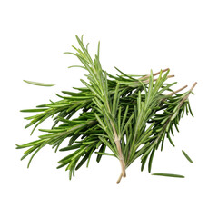 Obraz premium Fresh green rosemary sprigs bunched together, isolated on a solid black background, showing needle-like leaves and woody stems in a close-up culinary herb arrangement