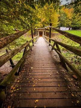 Forest path in autumn in Wildpark Brudergrund, Erbach, Germany