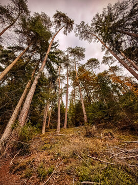 Forest path in autumn in Wildpark Brudergrund, Erbach, Germany
