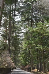 Obraz premium 軽井沢の自然に囲まれた道路 並木が美しい別荘地の風景