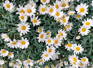 Fototapeta premium Argyranthemum frutescens, marguerite daisy flower background close-up stock photo images. Beautiful marguerite daisies top view stock photo images