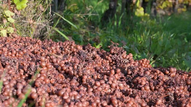 Fungal disease, powdery mildew or gray mold on grapes, botrytis, fruit fly, Moselle vineyard, heat damage, waterlogging, dryness, sunburn and nutrient deficiency