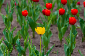 Fototapeta premium Yellow tulip standing out among vibrant red tulips in a garden bed with green leaves and soil visible in the background during spring season