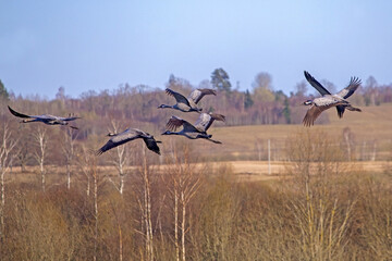 Fototapeta premium Close-up of a flock of cranes flying over a spring forest. Common crane or Eurasian crane (Grus grus).