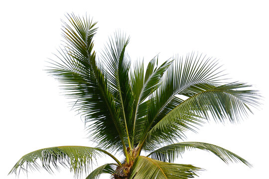 Coconut Palm Leaf isolated transparency background.