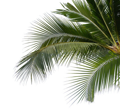 Coconut Palm Leaf isolated transparency background.