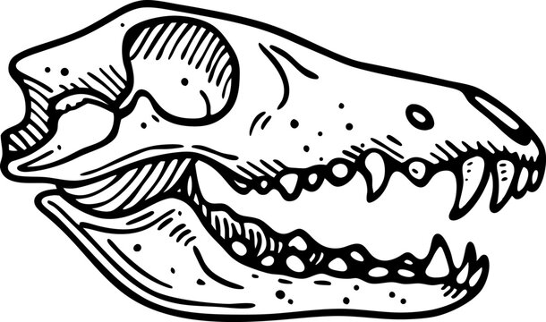 Animal skull illustration with sharp teeth and detailed jawbone sketch