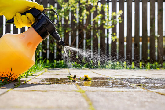 Weed Removal Spraying Weed for Paving Stones or Paving Slabs. Weed killer. Garden Maintenance. 