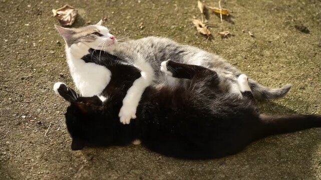 Deux grands chatons se neutralisent dans un jeu de bagarre, allong&eacute;s sur le sol d'une terrasse, puis l'un d'entre eux se l&egrave;ve et s'en va