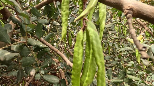 Carob tree (Ceratonia siliqua) in sunlight with fruit pods hanging from branches in Tazekka National Park, Morocco, showcasing Mediterranean flora in a natural forest environment.