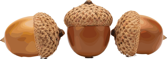 Acorns set with caps and seeds realistic autumn oak nuts natural forest elements vector illustration isolated on light background © MstMukta