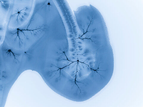 Abstract background. Blue ink spreads on white surface, creating organic patterns, copy space.