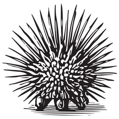Obraz premium Sea Urchin Spiny Marine Ocean Life Underwater Reef Creature Illustration