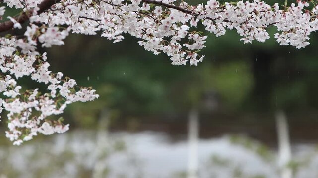 Rain and raindrops falling on fully bloomed cherry blossoms, beautiful natural scenery of spring rain and relaxing rain sounds ASMR
