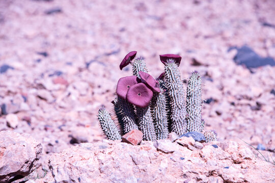 A rare Hoodia blooms in the Namib Desert, its star-shaped flower emerging from a harsh landscape, a striking display of resilience and adaptation in one of the oldest deserts on Earth