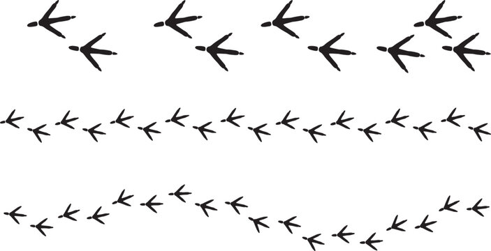 Three distinct rows of black bird footprints showing directional movement across a white background