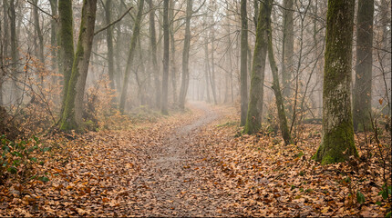 Fototapeta premium Winding path in misty autumn forest with fallen colorful leaves