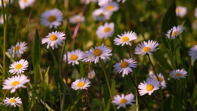 Petals of daisy flowers tremble in the wind with sunlight. Slowed down detail close-up perspective.