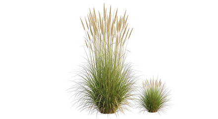 Obraz premium Green grass plants with yellow flowers on white PNG isolated on transparent background