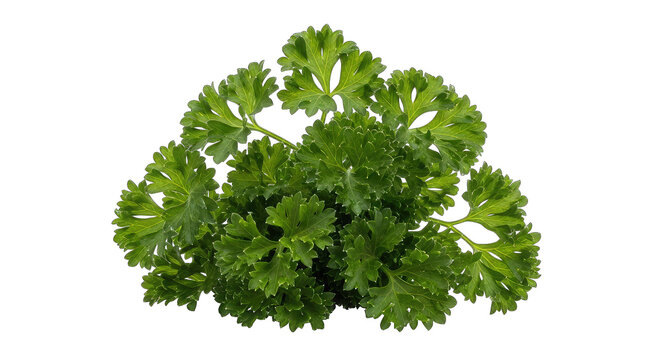 A bunch of fresh parsley leaves on a isolated on white cutout png transparent white festive celebration event festival carnival template poster banner download 2026 2027 2028