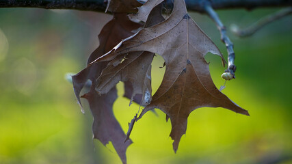 Fototapeta premium Dry pin oak leaves in an autumn park