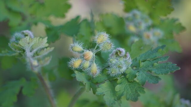 Detailed view of hairy Chelidonium majus buds preparing to bloom in a spring garden
