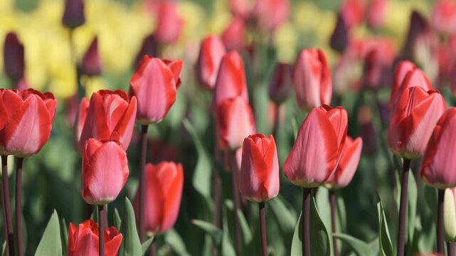 Red and pink tulips dance gently in the warm spring breeze, creating beauty.