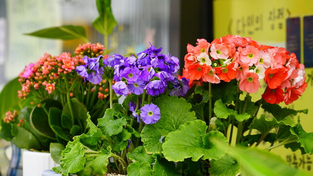 Fully bloomed, colorful Primula obconica