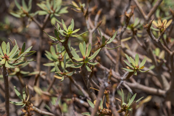 Fototapeta premium Close-up of Euphorbia balsamifera, a flowering plant in the spurge family Euphorbiaceae. It is distributed in the Canary Islands and the western Sahara