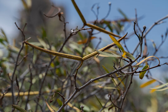 Close-up of Periploca angustifolia, in Malpais de Guimar, Tenerife, Spain. It is a species of flowering plant in the family Apocynaceae, native to the Canary Islands, the Savage Islands and Cape Verde
