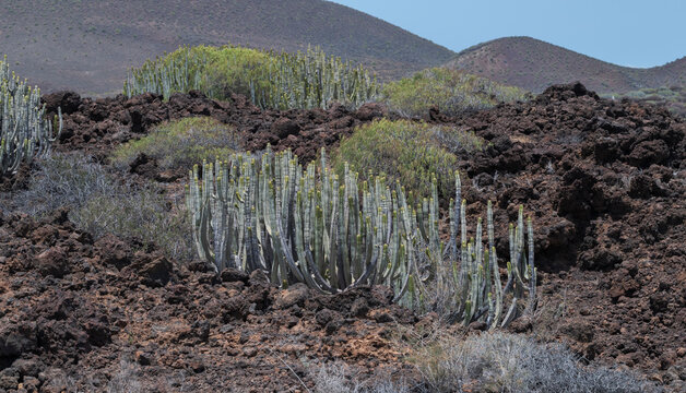 Close-up of Euphorbia canariensis, a succulent member of family Euphorbiaceae endemic to the Canary Islands. It is the plant symbol of the island of Gran Canaria