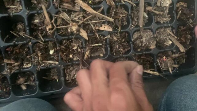 seedling plant with soil urban farming