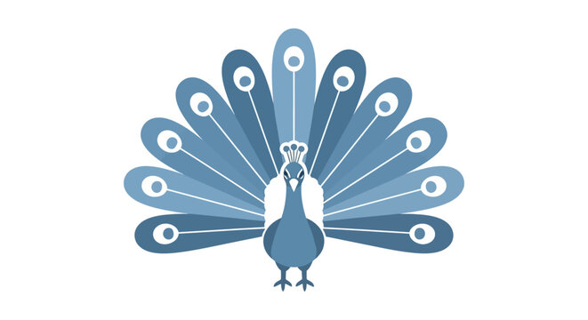 Blue Peacock Bird Spread Wings Display.